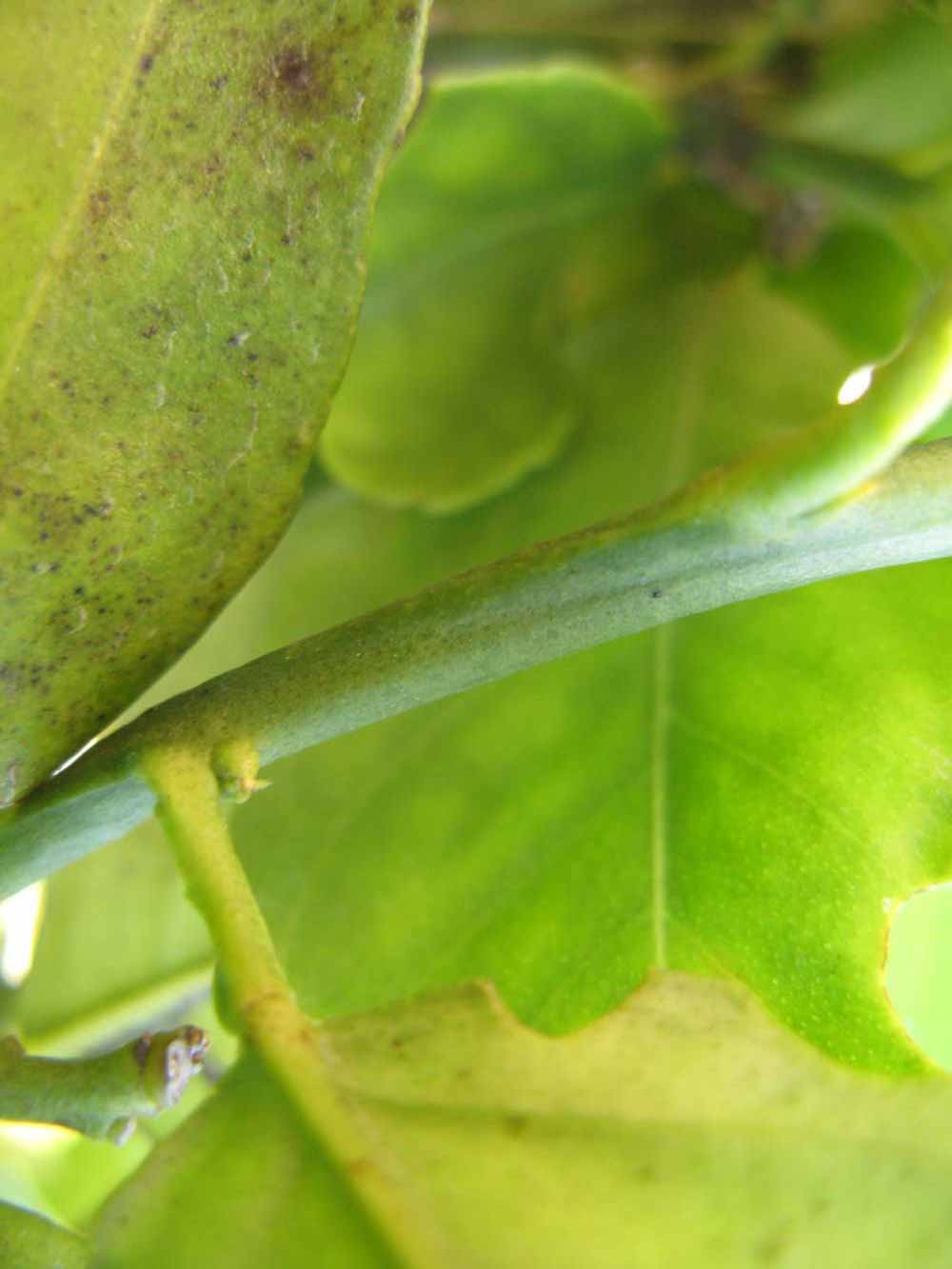              First year twig (Winter Haven, FL)       